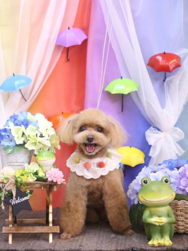 20230621あんずちゃん